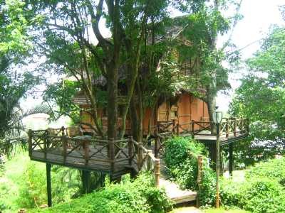 Tree Hut